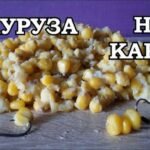 кукурузы для рыбалки на карпа