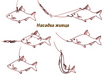 Способы насадки живца